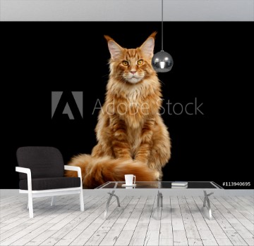Bild på Beautiful Red Maine Coon Cat Sitting with Large Ears and Furry Tail Looking in Camera Isolated on Black Background Front view